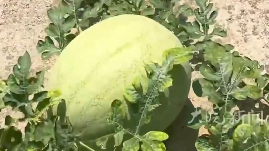 游戏专题 第20页